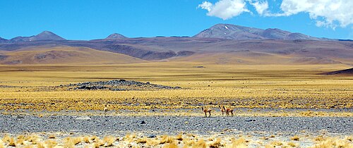 Cortaderas
